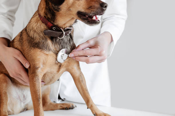 istock Doctor Hearing a Dog Heart Beat 1337098587