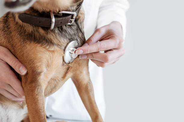 犬の心臓の鼓動を聞く医師 - pets dog office vet ストックフォトと画像