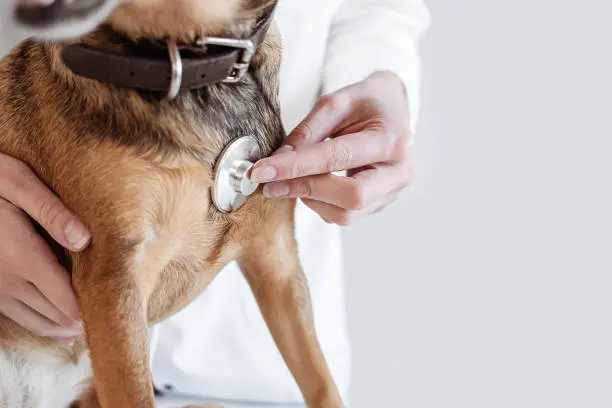 Photo of Doctor Hearing a Dog Heart Beat