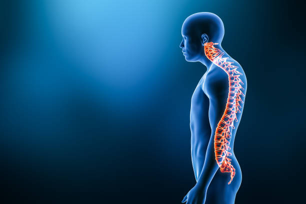 Modern 3d illustration of human spine in horizontal position
