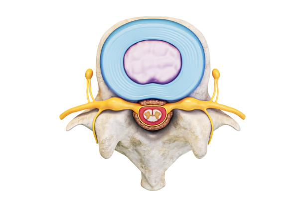 überlegene ansicht des menschlichen lendenwirbels mit bandscheibe und rückenmark isoliert auf weißem hintergrund mit copy space 3d-rendering-illustration. anatomie und medizinische konzepte. - lumbar vertebra stock-fotos und bilder