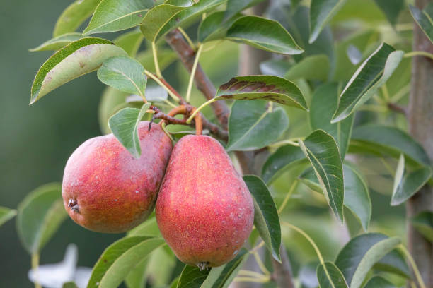 istock Fresh red pear hanging in tree 1337099386