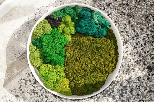 round picture from colored decorative preserved stabilized moss on a stone background in sunlight