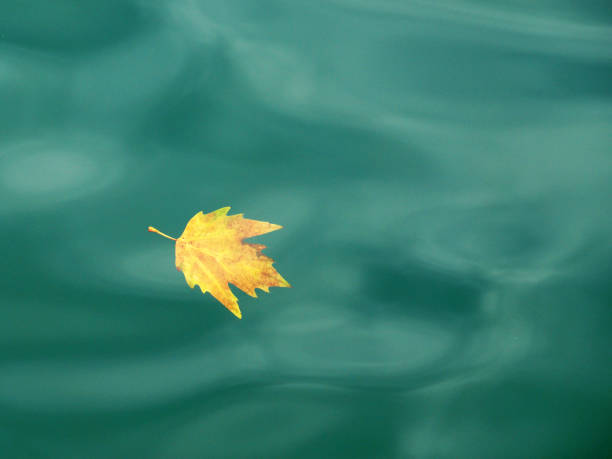 istock yellow autumn leaf floating in turquoise water, autumn background copy space 1337100641