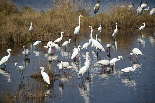 A large format overview of many various reflected shorebirds hunting for lunch while wading in shallow Florida river water.