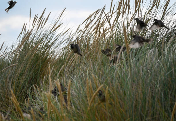 istock The wildlife at the Welsh coast is a special sight 1337101661