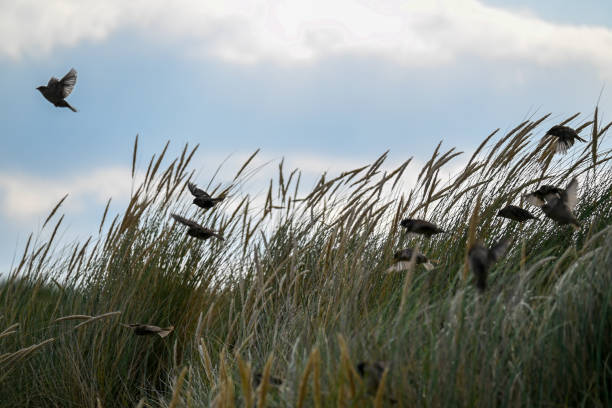 istock The wildlife at the Welsh coast is a special sight 1337101662