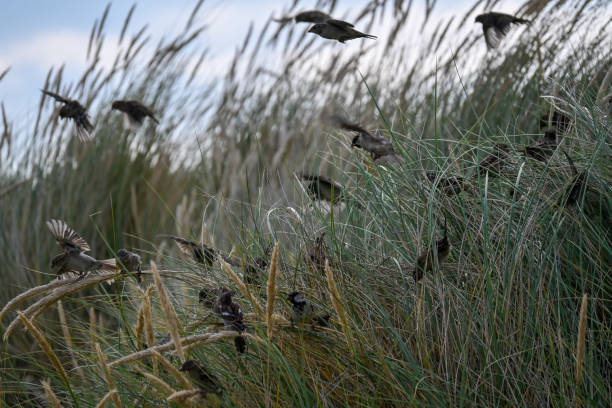 istock The wildlife at the Welsh coast is a special sight 1337101675