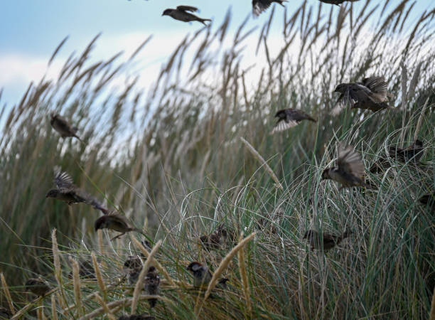 istock The wildlife at the Welsh coast is a special sight 1337101678