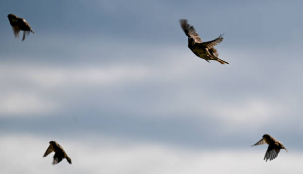 istock The wildlife at the Welsh coast is a special sight 1337101742