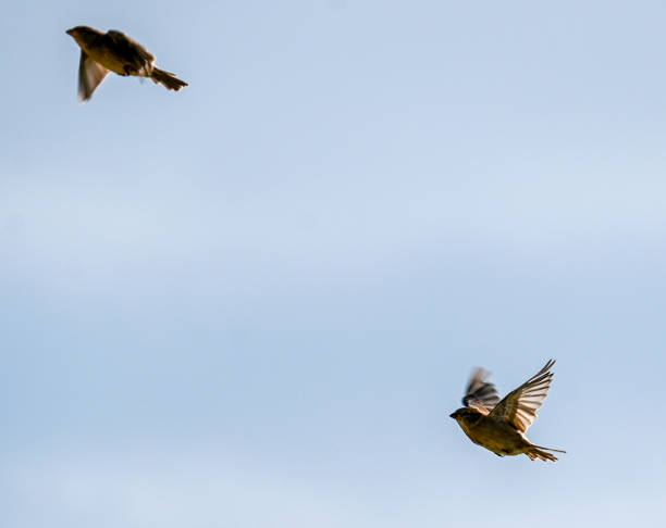 istock The wildlife at the Welsh coast is a special sight 1337101746