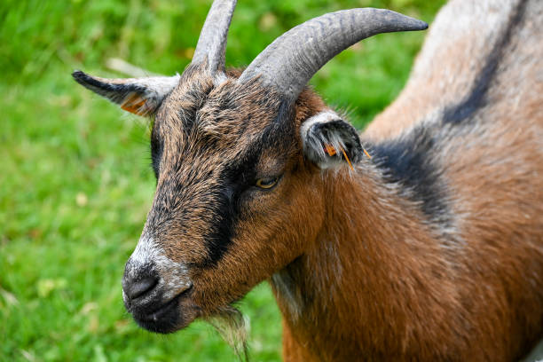 istock The wildlife at the Welsh coast is a special sight 1337101768