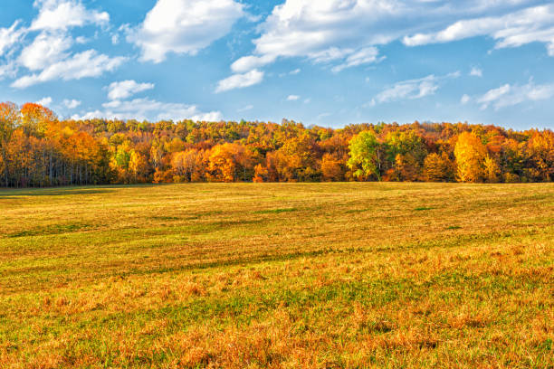 A field with mown withered grass, surrounded by forest. It's autumn time, the trees are in bright colors of autumn leaves.