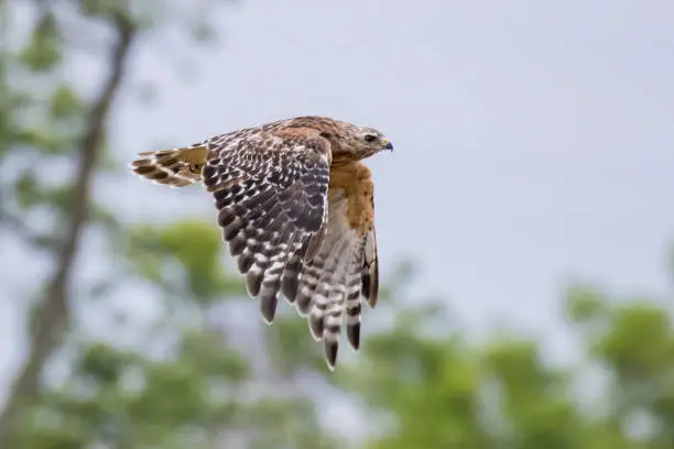 Photo of red-shouldered hawk
