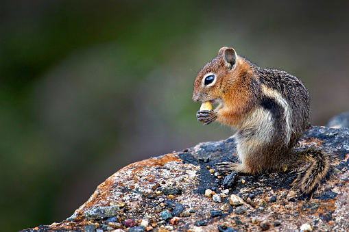 Shallow depth of field image of a chipmunk standing profile on a rock.  Taken on Mount Saint Helens in Washington State, USA