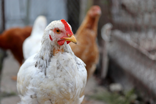 Chickens on rural background