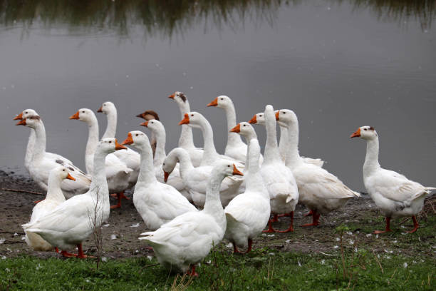 istock White geese on a lake coast 1337108998