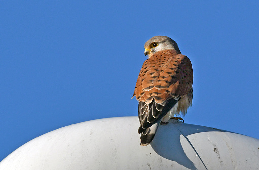 A Kestrel perched on a plastic dome. The bird is photographed from behind and facing towards the left. The clear blue sky has lots of room for copy space.