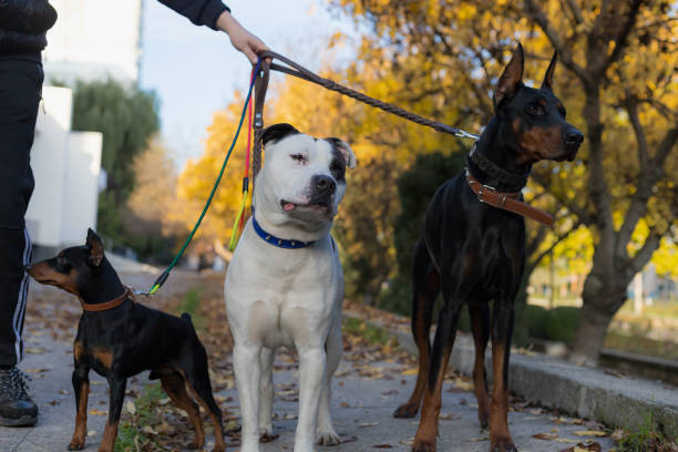 Dogs on a leash. Selective focus with blurred background. Dogs on a leash. Selective focus with blurred background. Shallow depth of field. dog aggression education friendship stock pictures, royalty-free photos & images