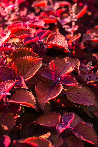 istock Red Coleus growing in the park, close-up, selective focus 1337109507