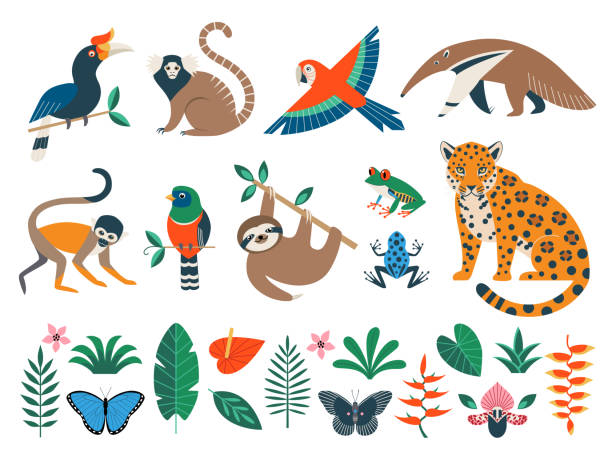 ilustrații de stoc cu animale din pădurile tropicale sălbatice, păsări, flori și frunze - pădure pluvială