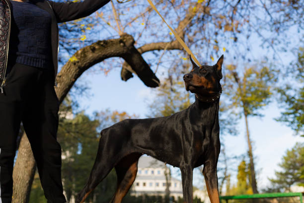 Doberman dog. Selective focus with blurred background. Doberman dog. Selective focus with blurred background. Shallow depth of field. dog aggression education friendship stock pictures, royalty-free photos & images