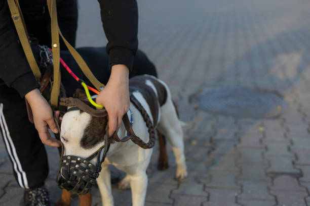 Dog breed pitbull. Selective focus with blurred background. Dog breed pitbull. Selective focus with blurred background. Shallow depth of field. dog aggression education friendship stock pictures, royalty-free photos & images