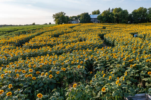 istock Farm at Highway 27 in the sunset, Cookstown, Canada 1337110700