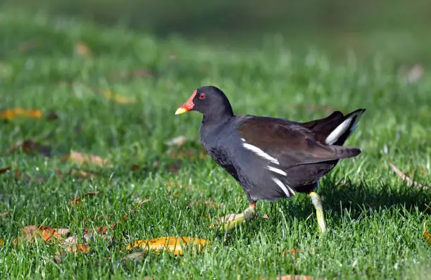 A lone Moorhen walking along on the grass in bright sunshine with copy space.