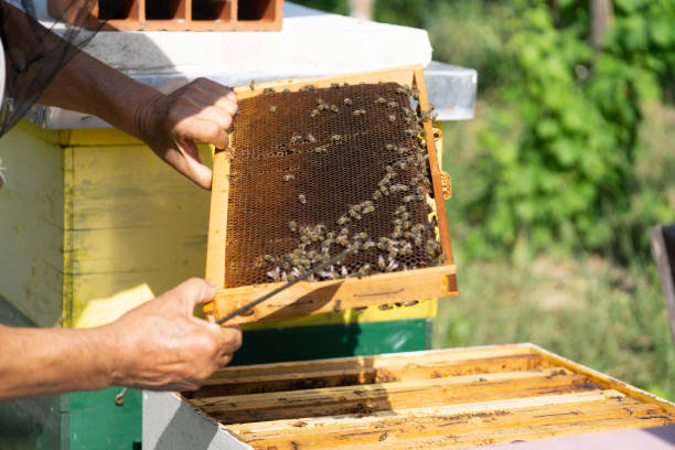 istock Beekeeper inspecting a hive, holding hive frame full with honeybees 1337110878