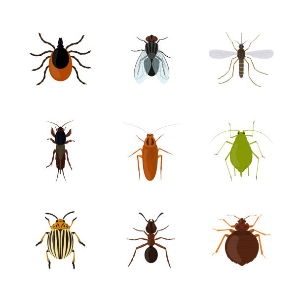 ilustraciones, imágenes clip art, dibujos animados e iconos de stock de conjunto de varios insectos aislados sobre fondo blanco - grillotalpa