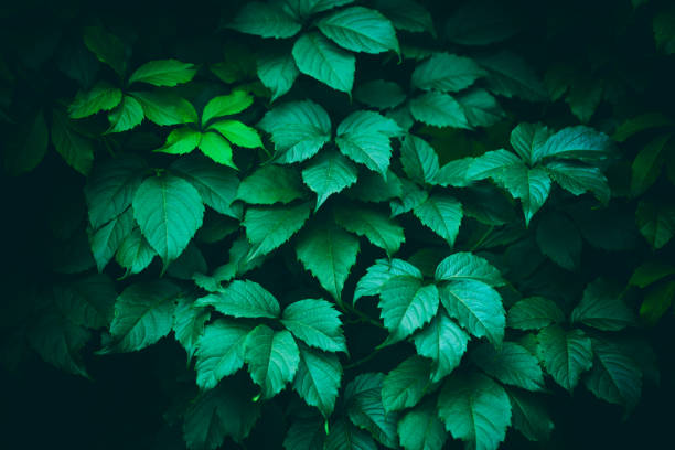 istock Fresh green leaves pattern background. Nature background. Summer nature 1337111872