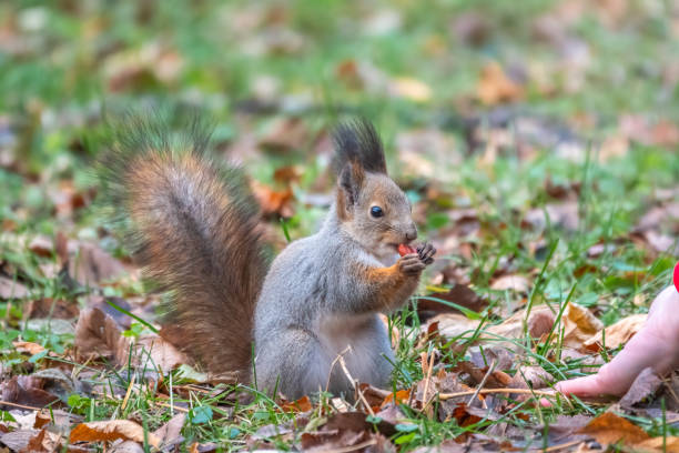 istock Girl feeds a squirrel with nuts in an autumn park. 1337112255