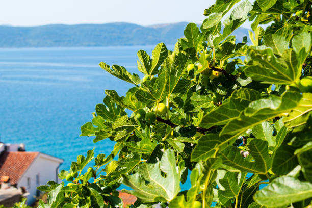 Green fig on a tree. On sky and sea background.