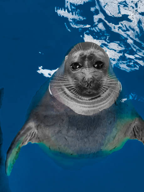 Grey seal swimming in the sea near the rocks Inner Farne.