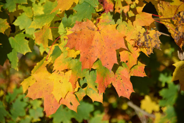 Golden autumnal colures on decaying leaves. the leaves have not yet fallen to the ground