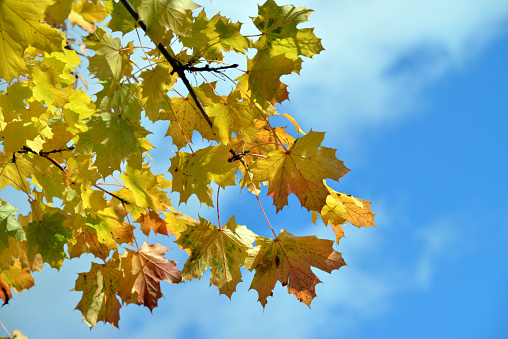 A few tree branches with golden autumnal leaves against a blue sky background with copy space.