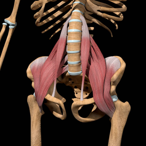 3d Illustration of the Hip Flexor Muscles on Skeleton stock photo