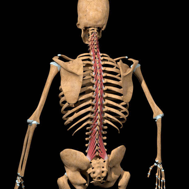 3d Illustration of the Multifidus Muscles on Skeleton stock photo