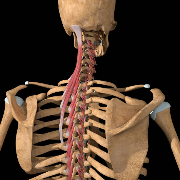 istock 3d Illustration of the Transversospinalis Muscles Group Partial View 1337114071