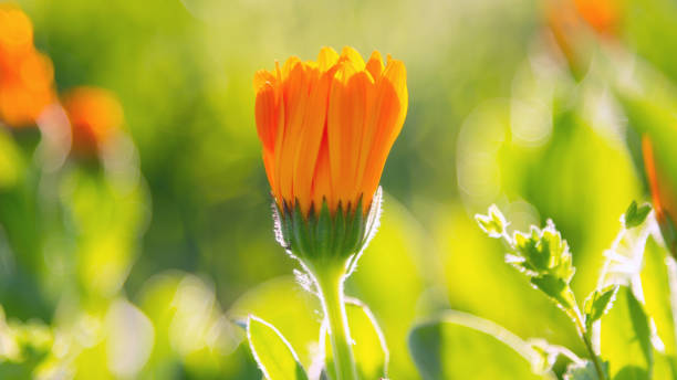 Medicinal plant - calendula stock photo