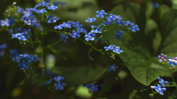 Beautiful forget-me-nots in the wild stock photo