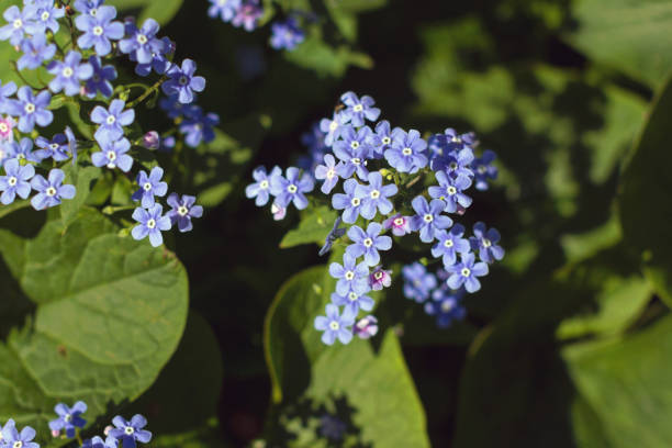 Beautiful forget-me-nots in the wild stock photo