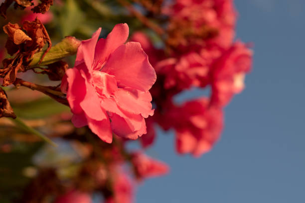 Red beautiful flowers on a branch. Sea on the background