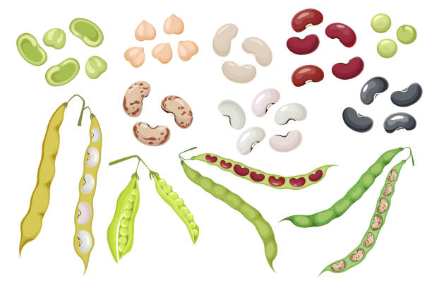 ilustraciones, imágenes clip art, dibujos animados e iconos de stock de set icons vainas y semillas de frijoles, guisantes verdes y garbanzos vegetales naturales. cosecha de riñón, alimentos saludables, verduras orgánicas - bean