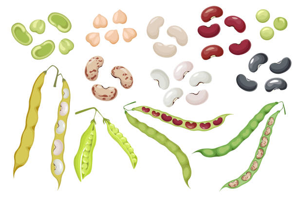 Set Icons Bean Pods and Seeds, Green Pea and Chickpea Natural Vegetables. Kidney Harvest, Healthy Food, Organic Veggies Set of Icons Bean Pods and Seeds, Green Pea and Chickpea Natural Vegetables. Kidney Harvest, Healthy Food Isolated on White Background. Organic Veggies, Garden Plants. Cartoon Vector Illustration bean stock illustrations