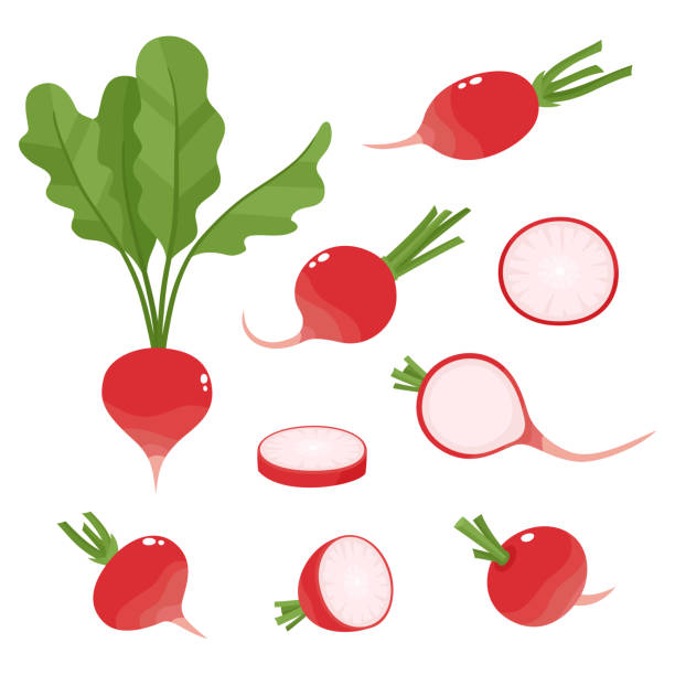 jasna kolekcja wektorowa kolorowej rzodkiewki izolowanej na białym - radish stock illustrations