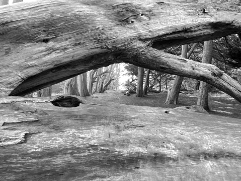 Fallen Cypress Tree branches creating a window to the next generation of Cypress Trees. Northern California's Bay Area Coast. Black and white photo. Horizontal photo.