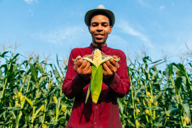 feliz afro americano agricultor examinando milho maduro na espiga - corn fruit vegetable corn on the cob - fotografias e filmes do acervo