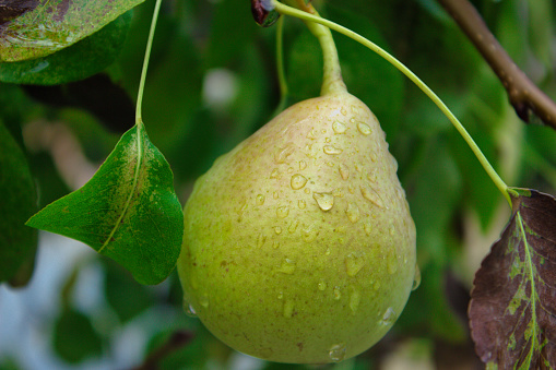 Pear with drops of water, on the pear tree after the rain storm